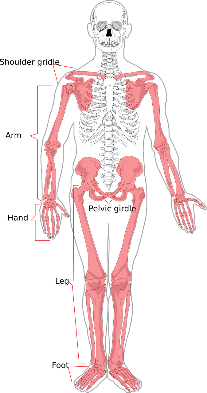 skeleton human diagram free photo