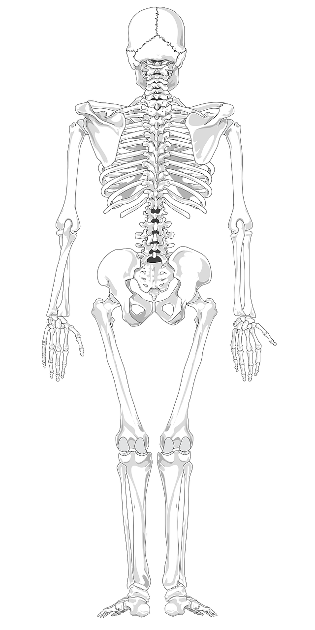 skeleton human skeletal free photo
