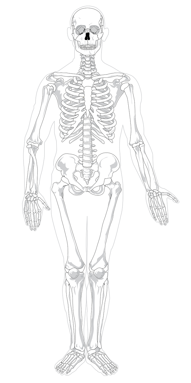 skeleton human skeletal free photo