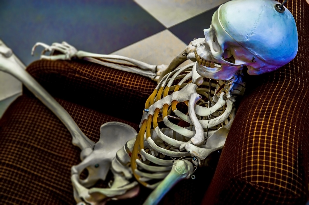 skeleton  model  skull free photo