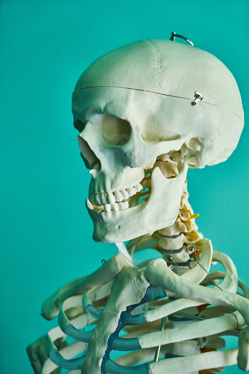 skeleton  death  bone free photo