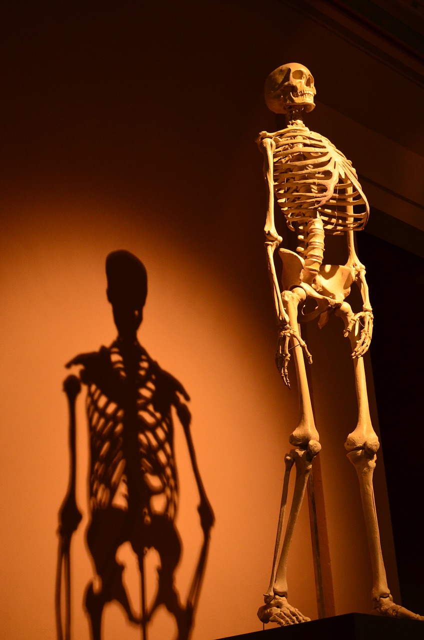 skeleton shadow human free photo