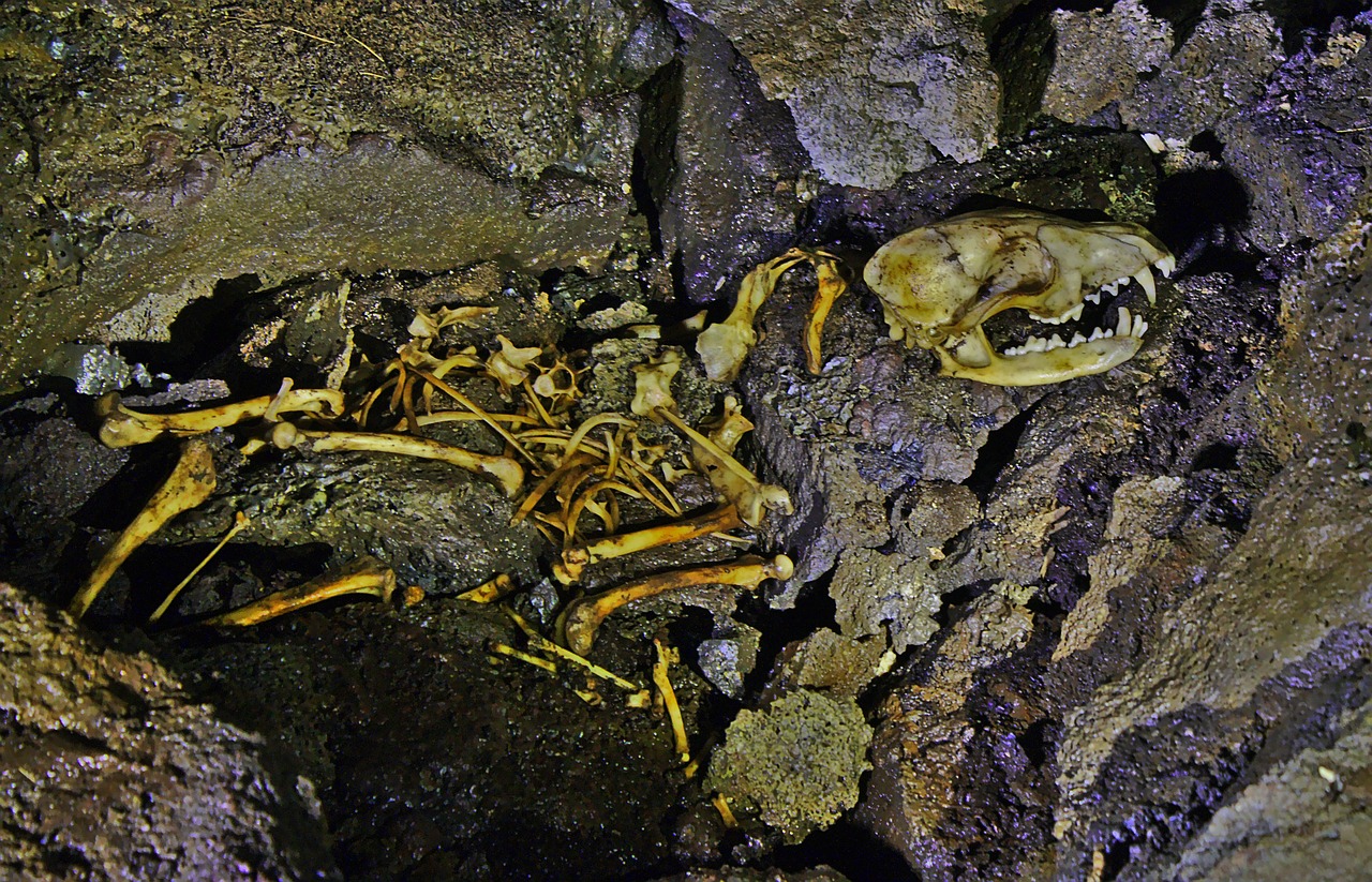skeleton fox skull free photo