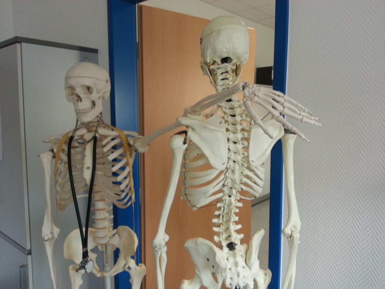 skeleton bone medical free photo