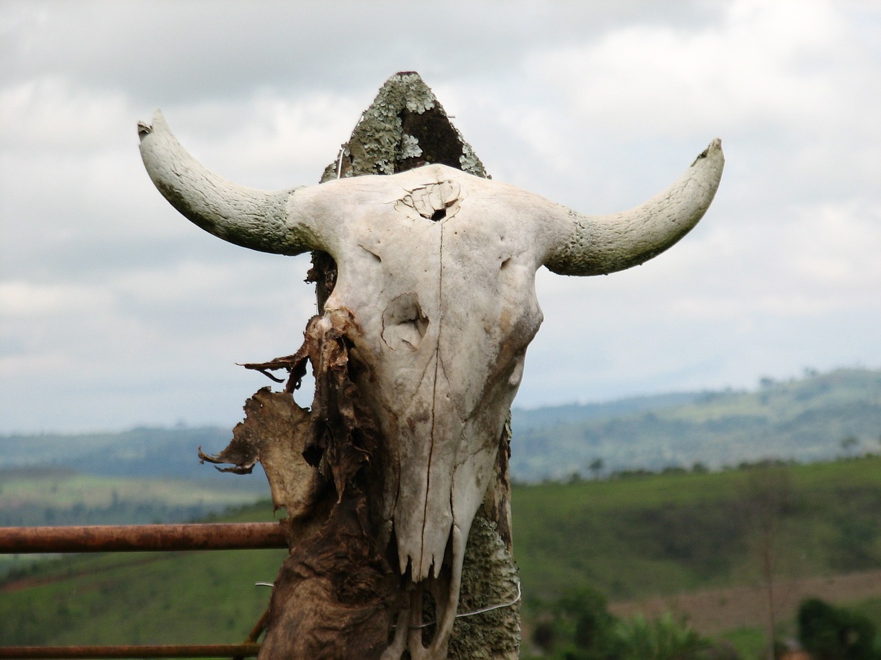 skeleton horns skull free photo