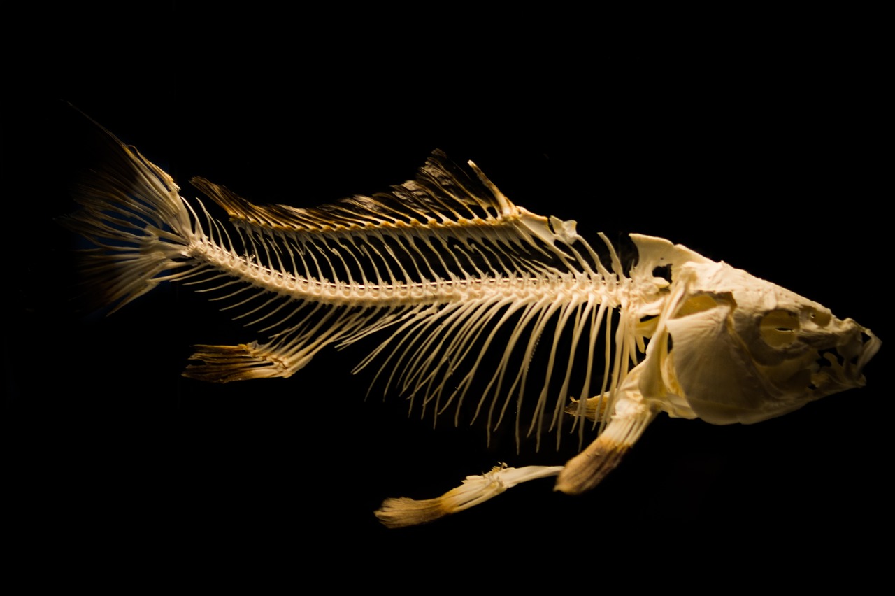 skeleton fish ancient free photo