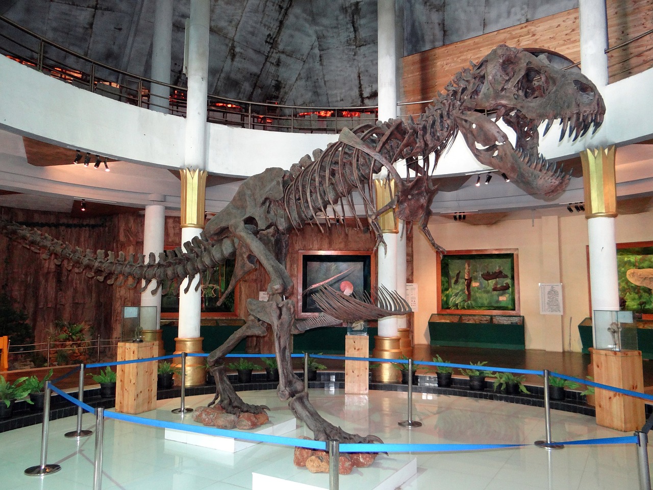 skeleton dinosaur display free photo
