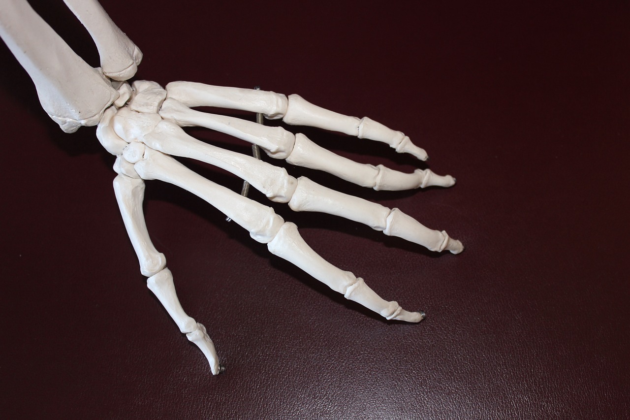 skeleton hand bones free photo