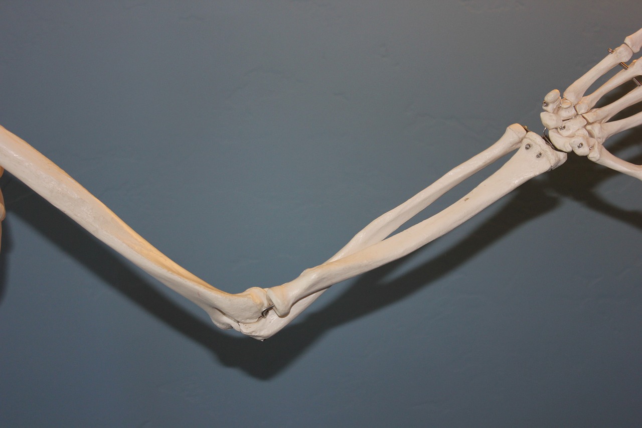 skeleton elbow anatomy free photo