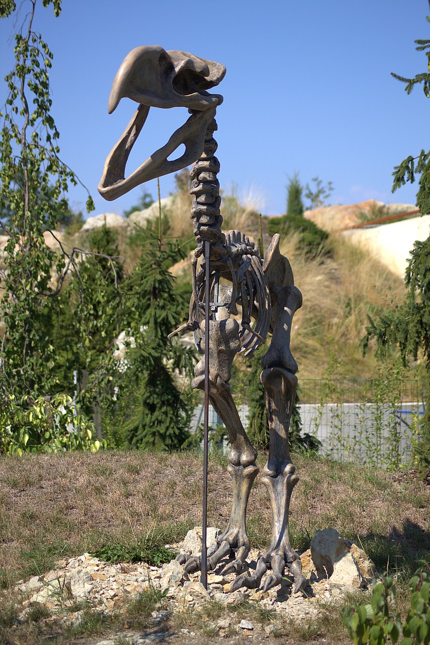 skeleton dinosaur fossil free photo