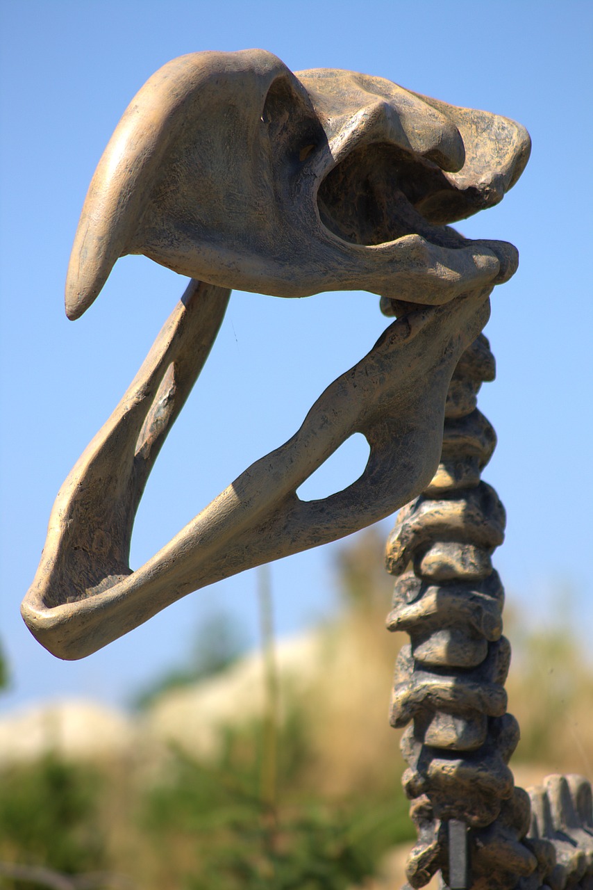 skeleton dinosaur fossil free photo
