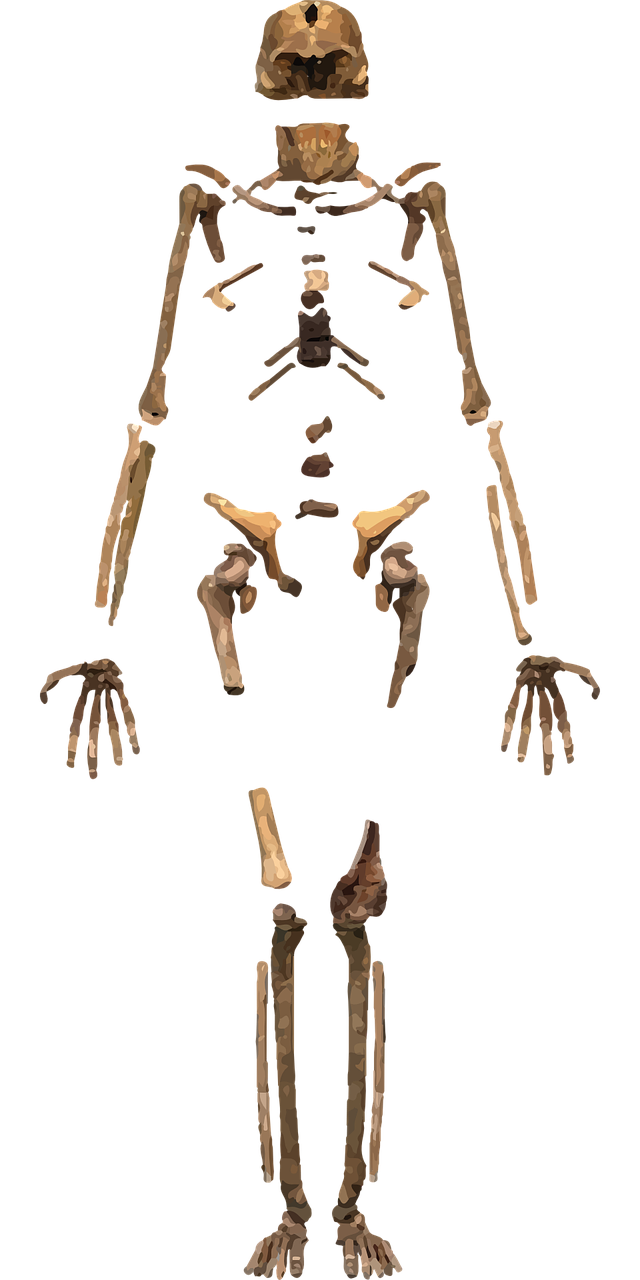 skeleton bones archeology free photo