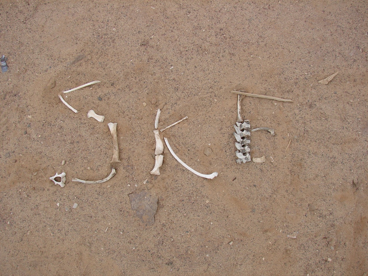 skeleton coast desert bone free photo