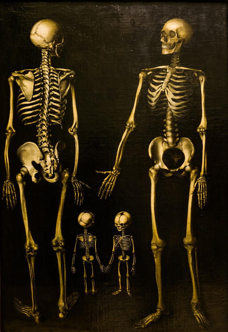 skeletons family box free photo