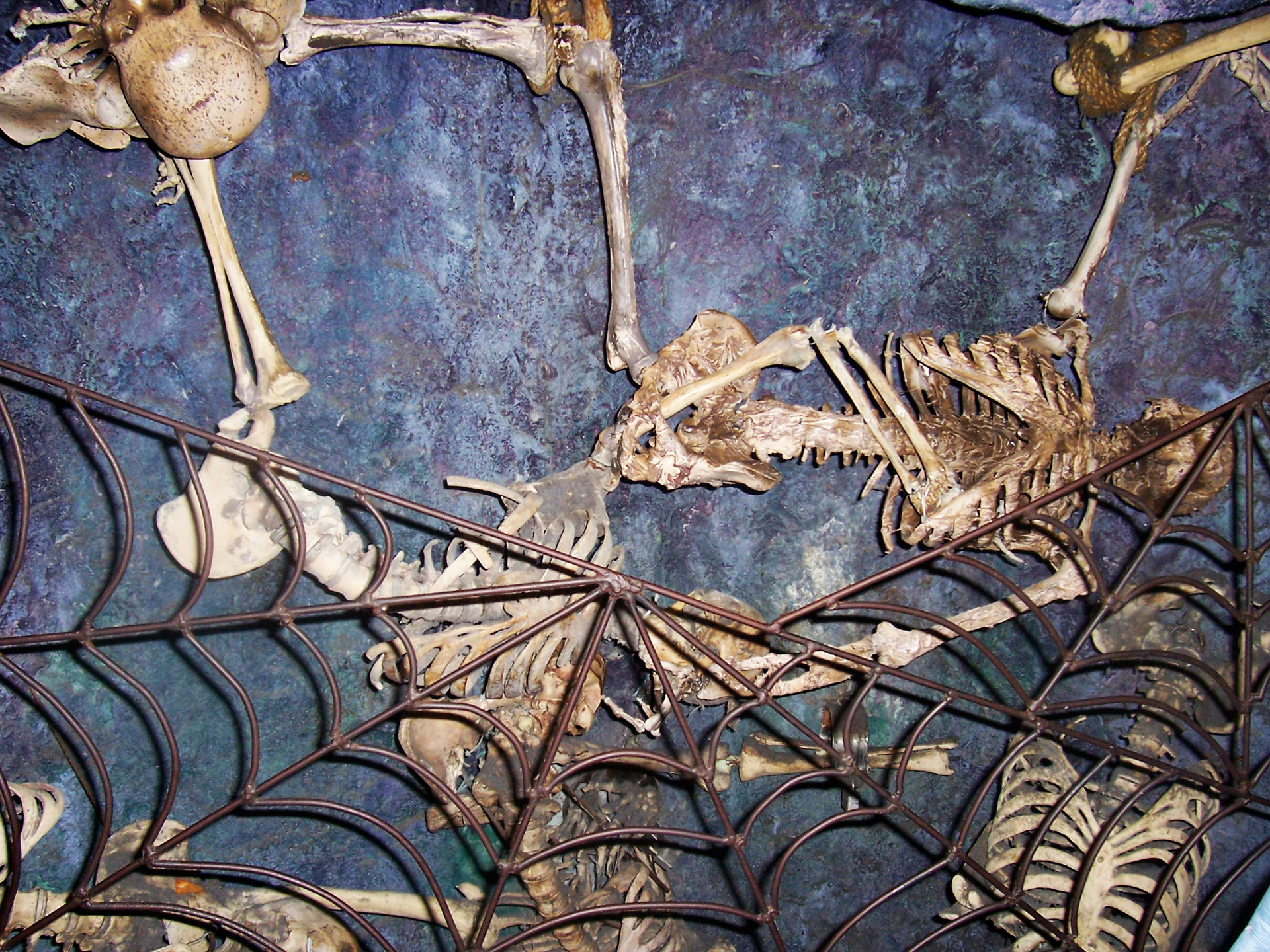 skeleton skeletons dungeon free photo