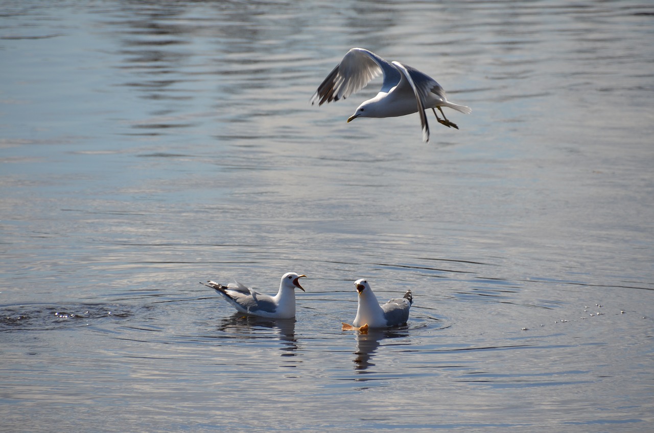 skellefteå seagulls water free photo