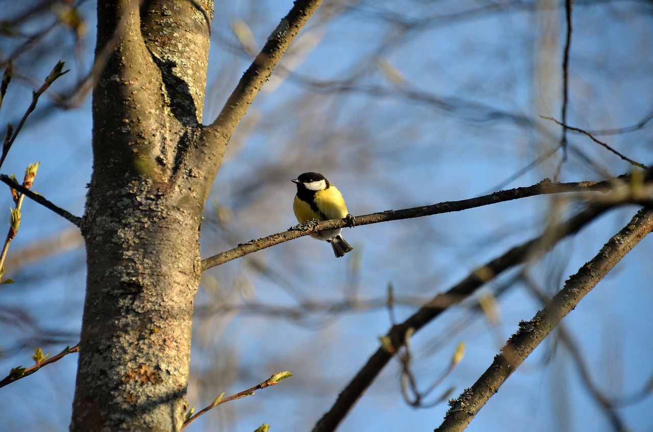 skellefteå great tit bird free photo