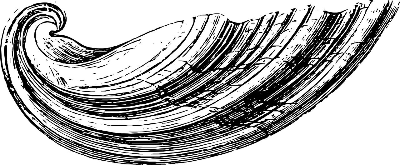 sketch shell sea free photo