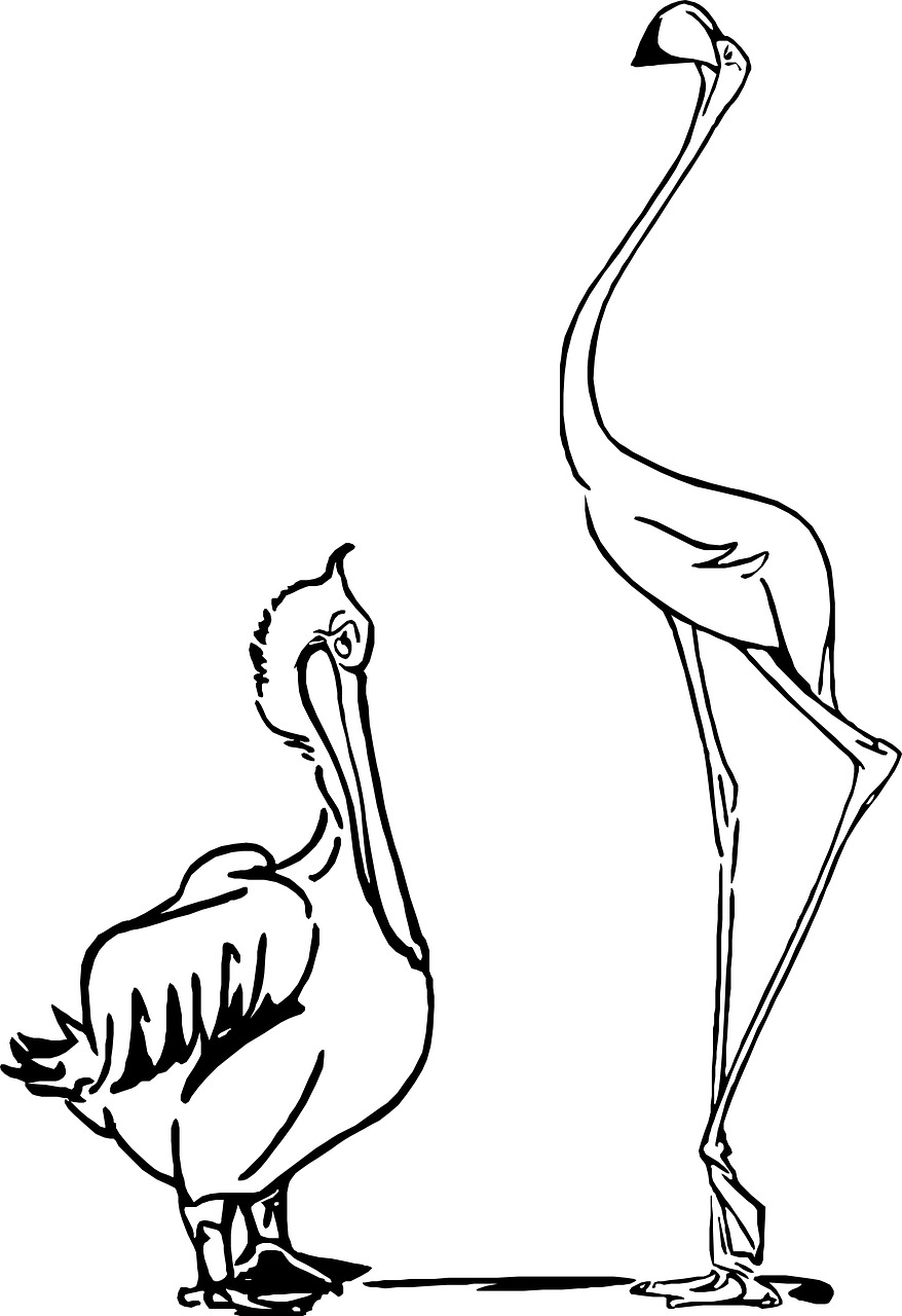 sketch drawing stork free photo