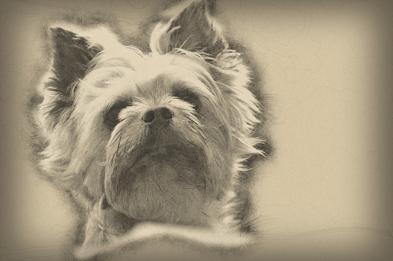 sketch dog pencil free photo