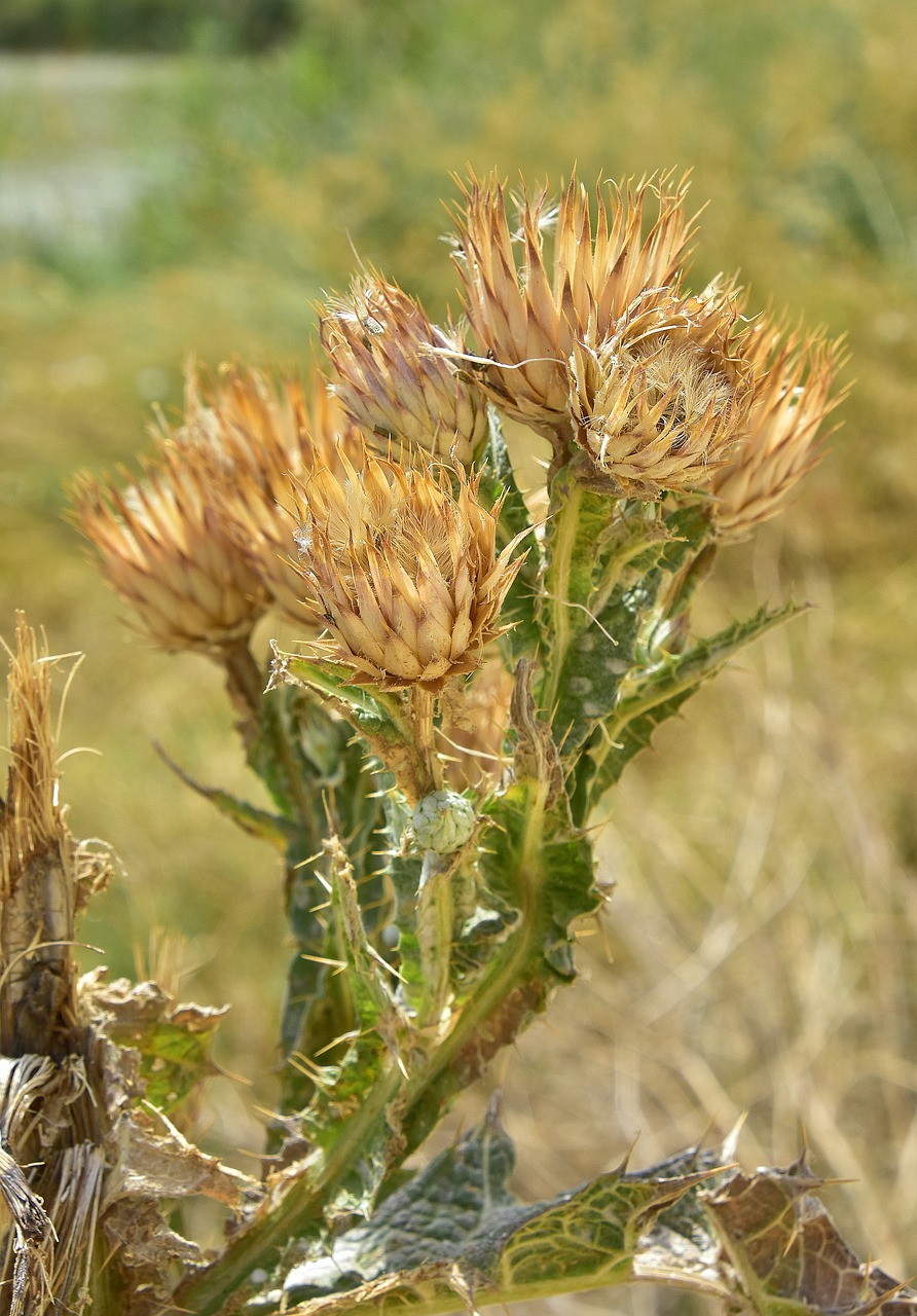 skewers  thorns  thorny free photo