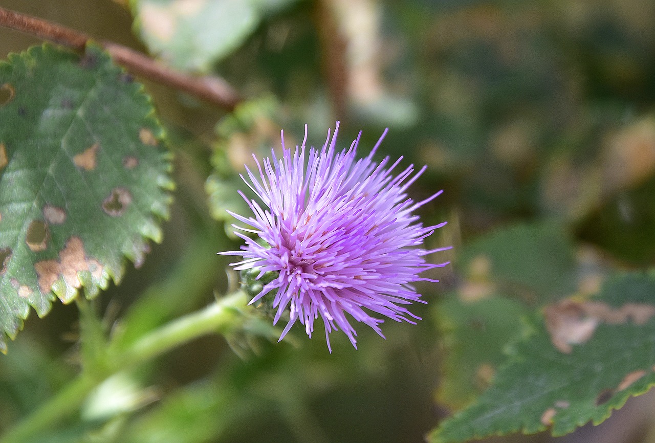 skewers  thorns  thorny free photo