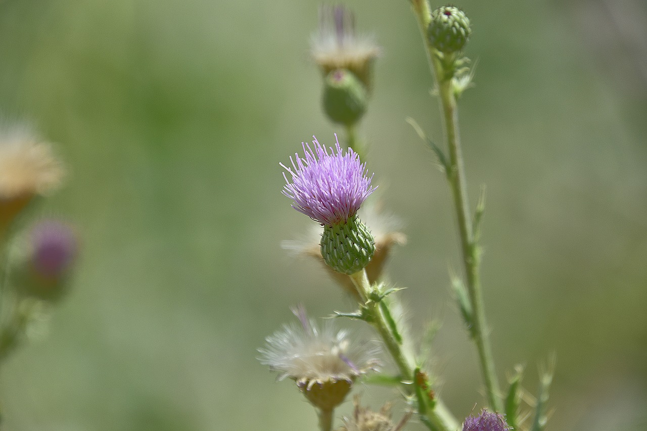 skewers  thorns  thorny free photo