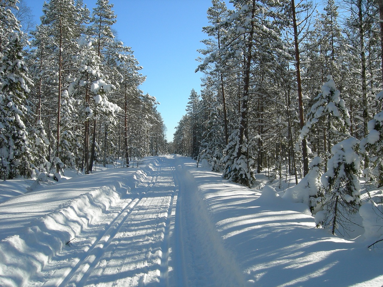 ski forest track free photo