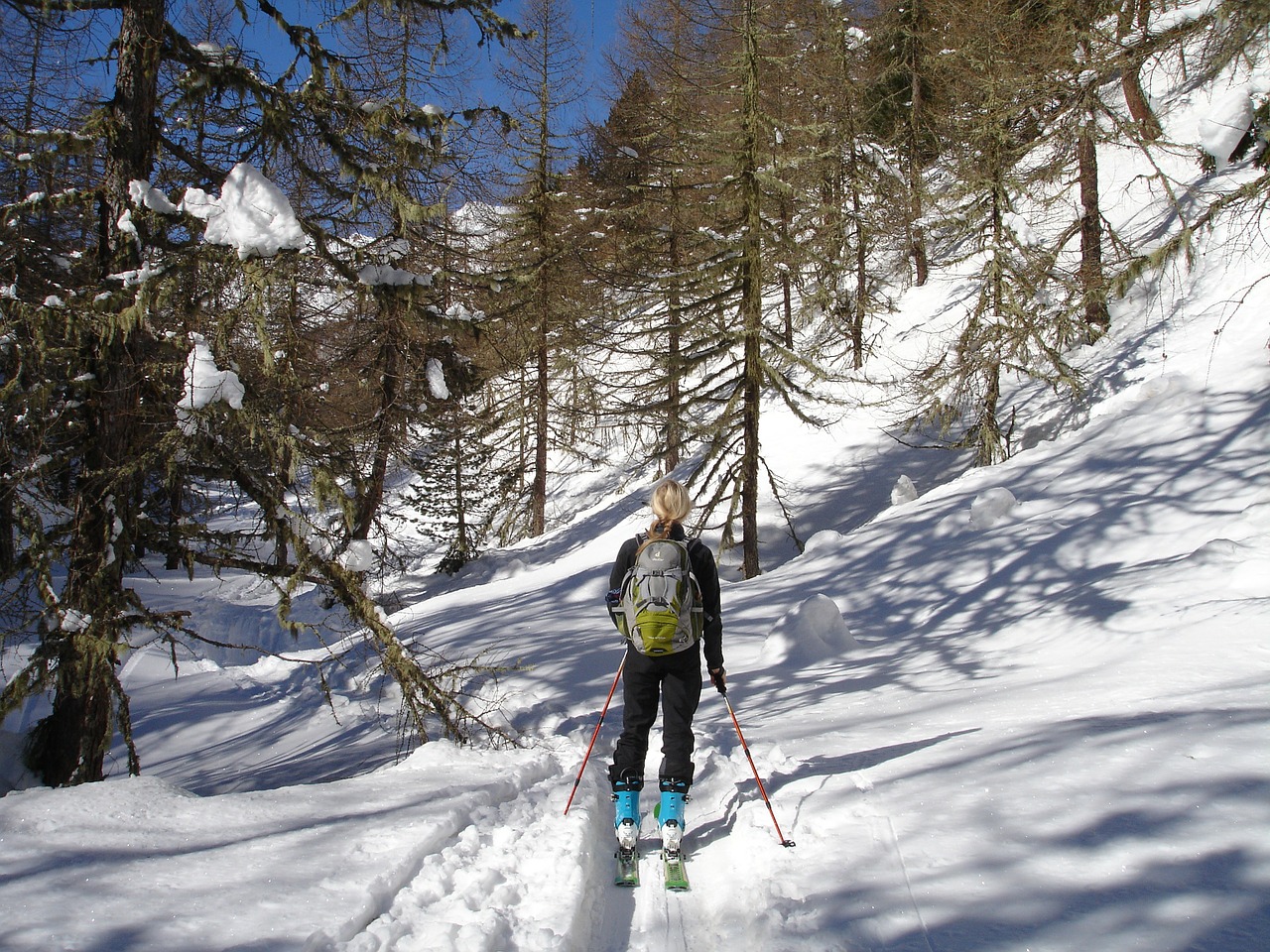 backcountry skiiing forest ski touring free photo