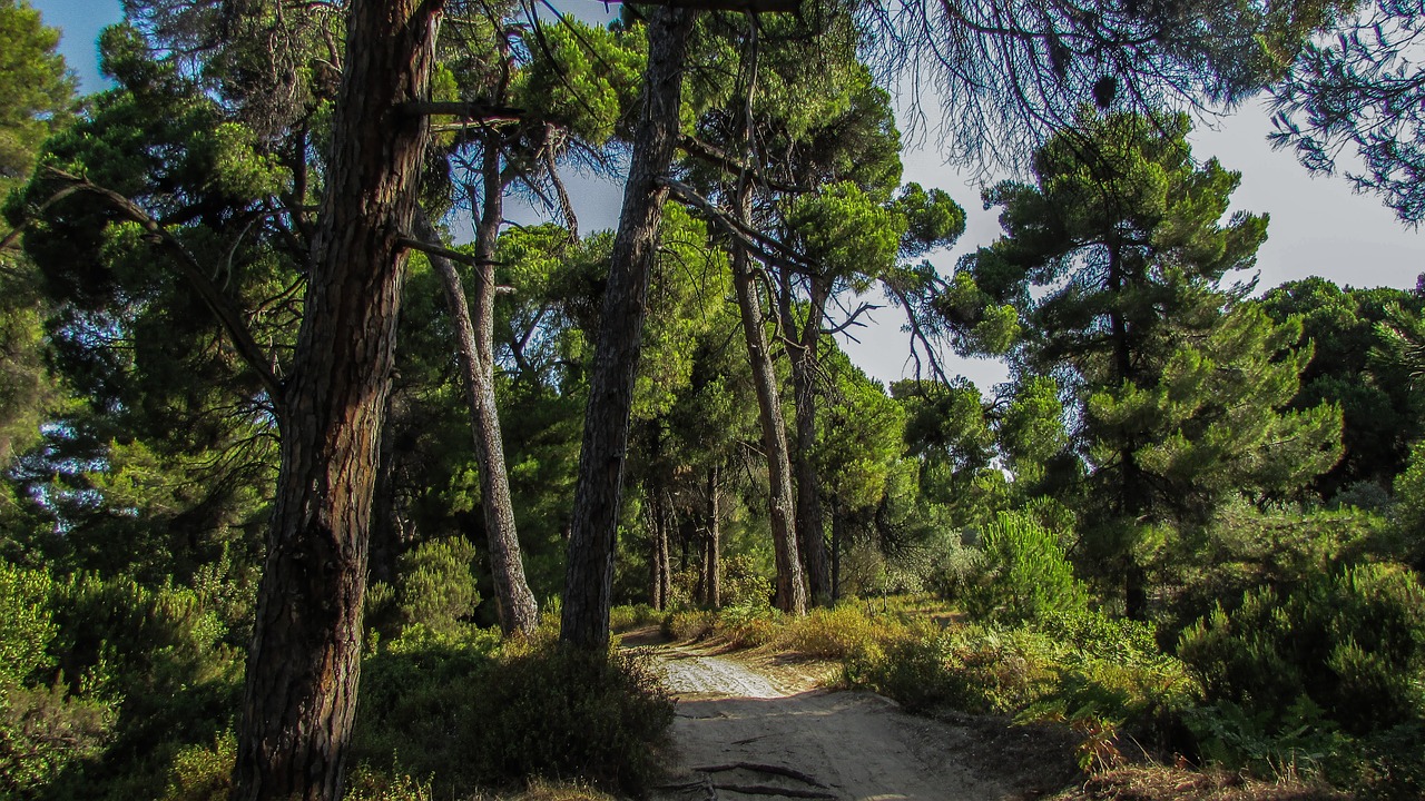 skiathos mandraki forest free photo