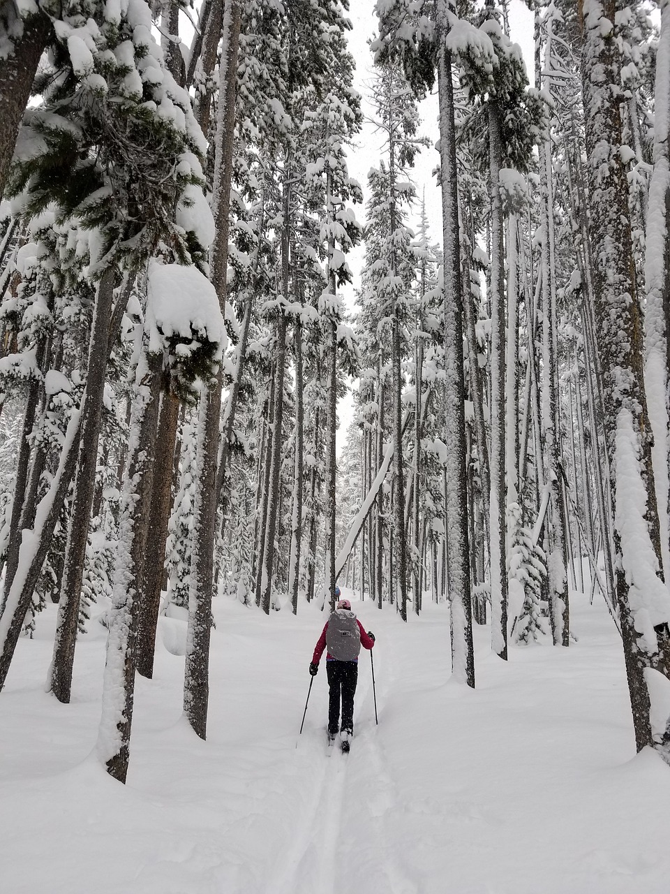 skier  cross country  winter free photo