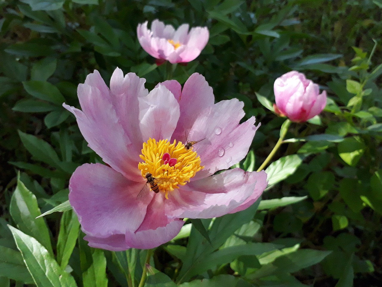 skin  peonies  nature free photo