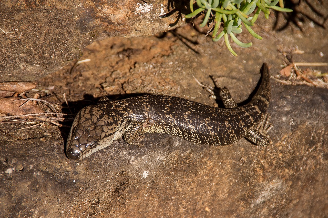 skink lizard pink tongue skink free photo