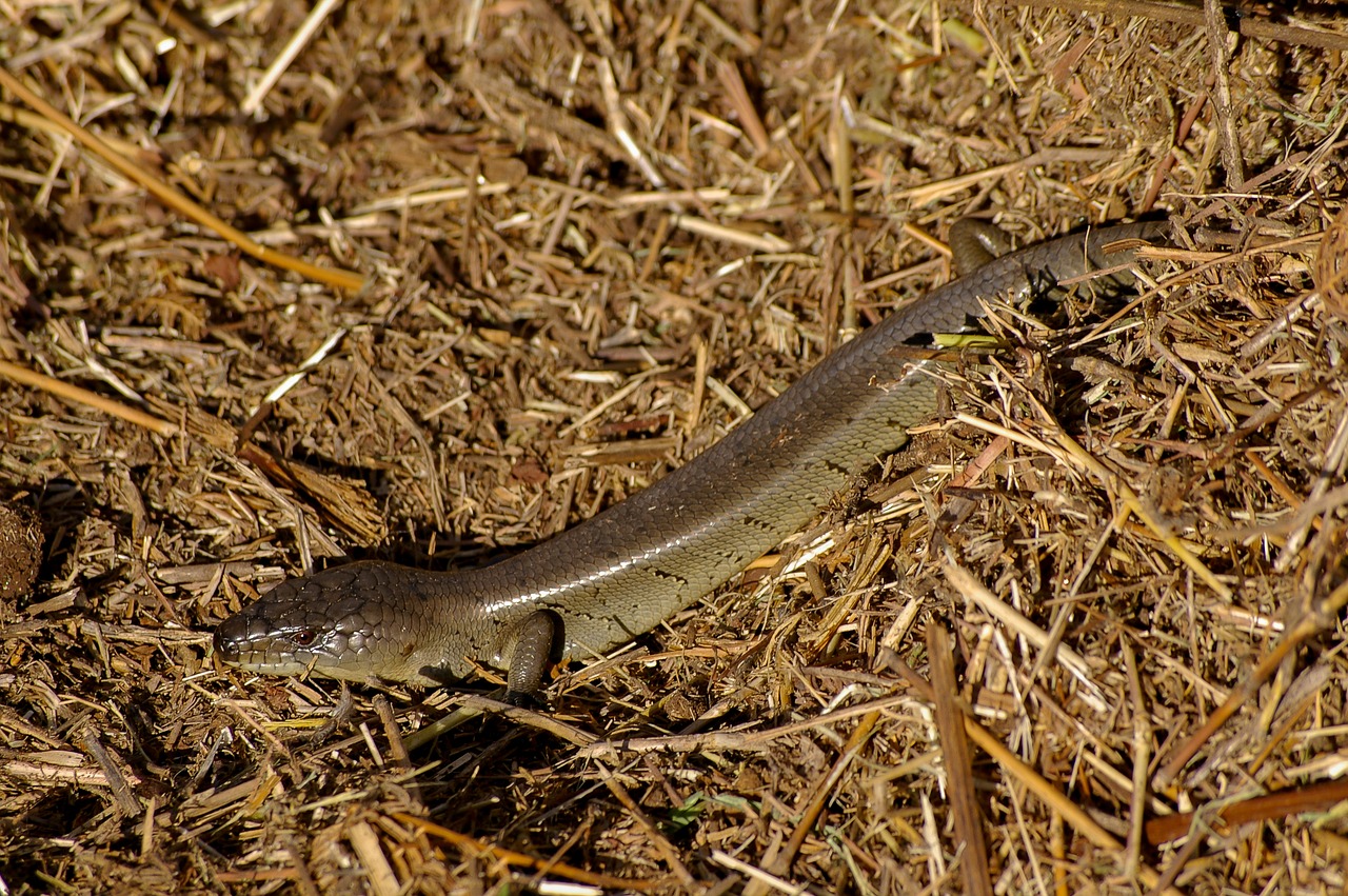 skink lizard reptile free photo