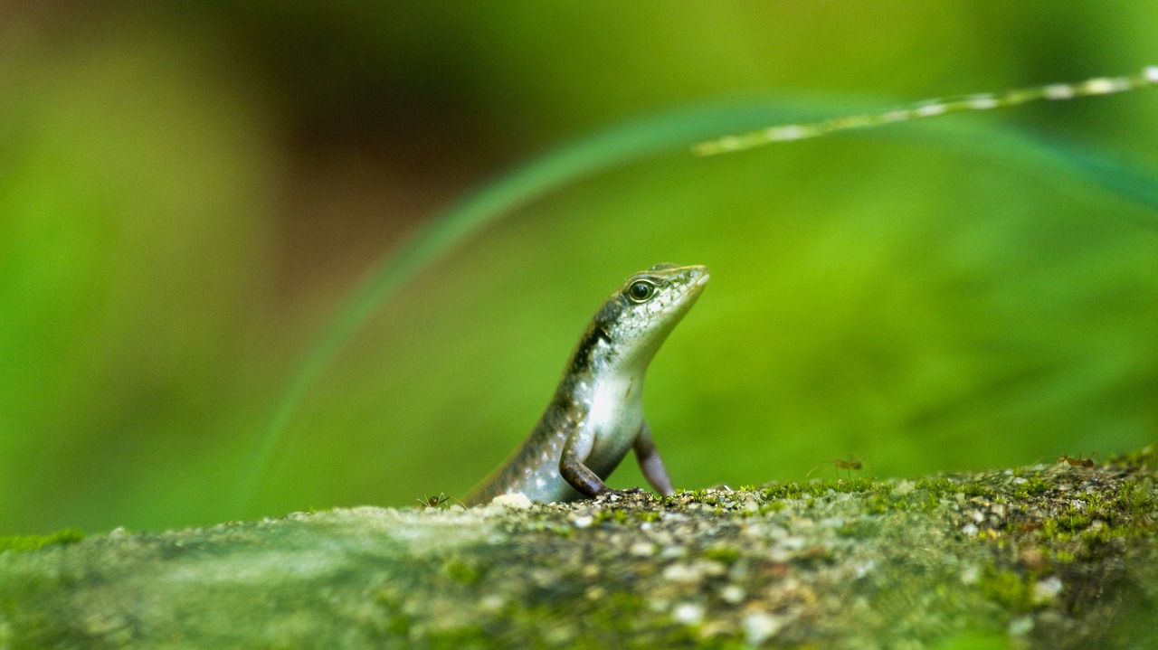 skink lizard animal free photo