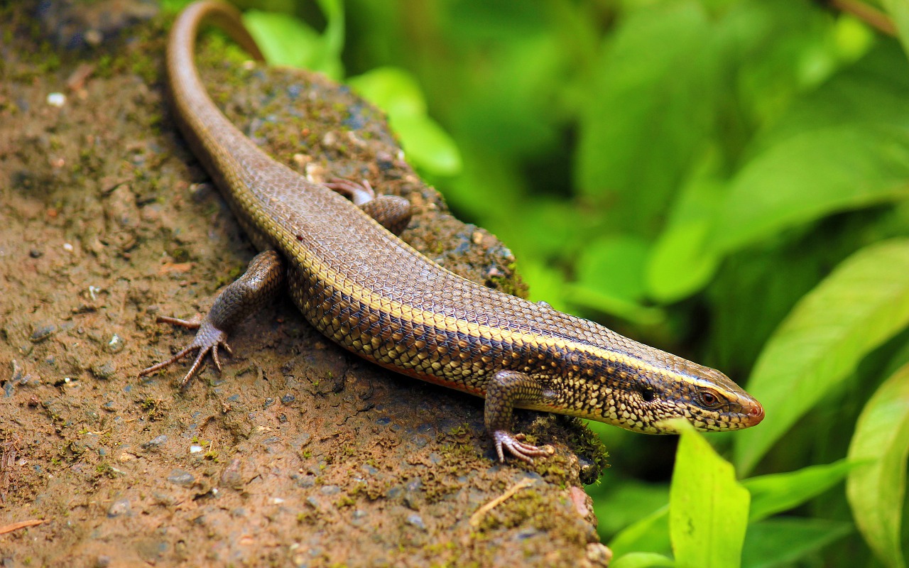 skink india saap surli free photo