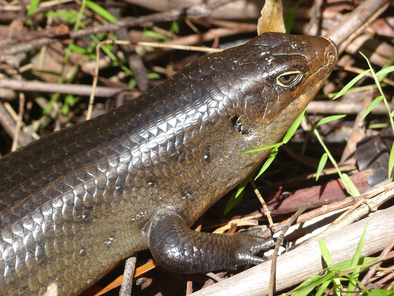 skink lizard reptile free photo