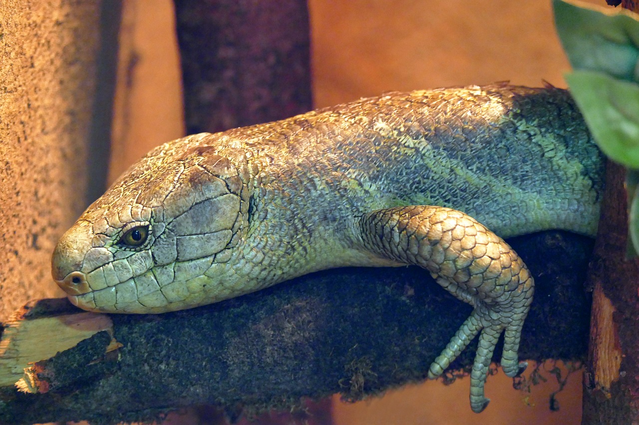 skink  reptile  lizard free photo