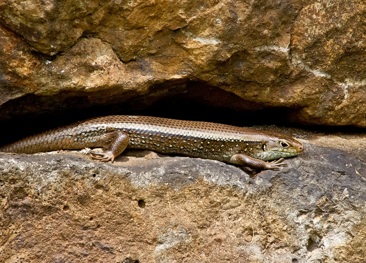 skink lizard reptile free photo