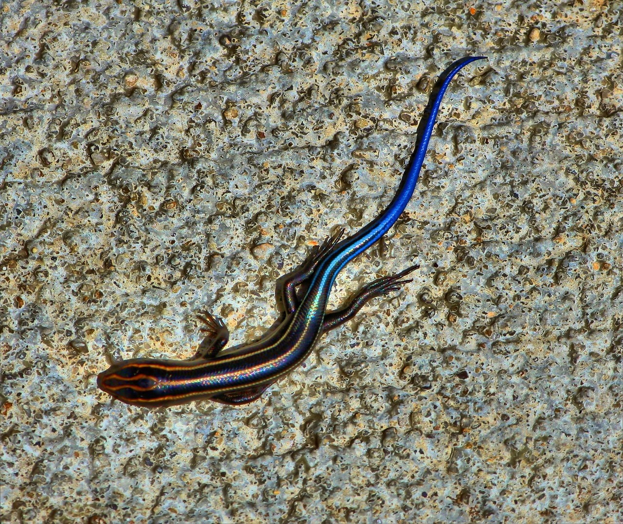 skink blue tailed lizard free photo