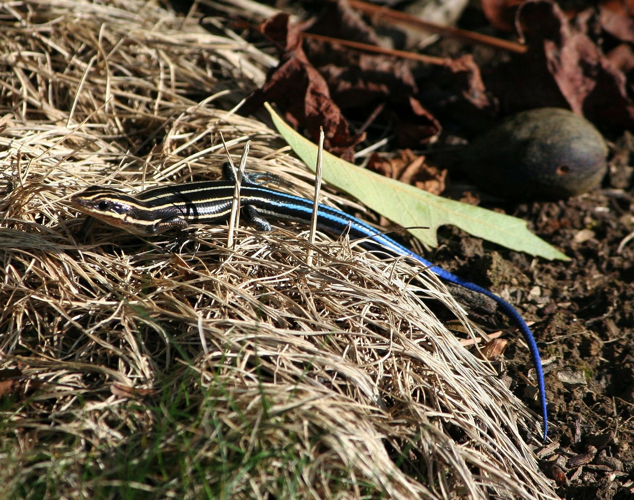 skink blue tailed juvenile free photo