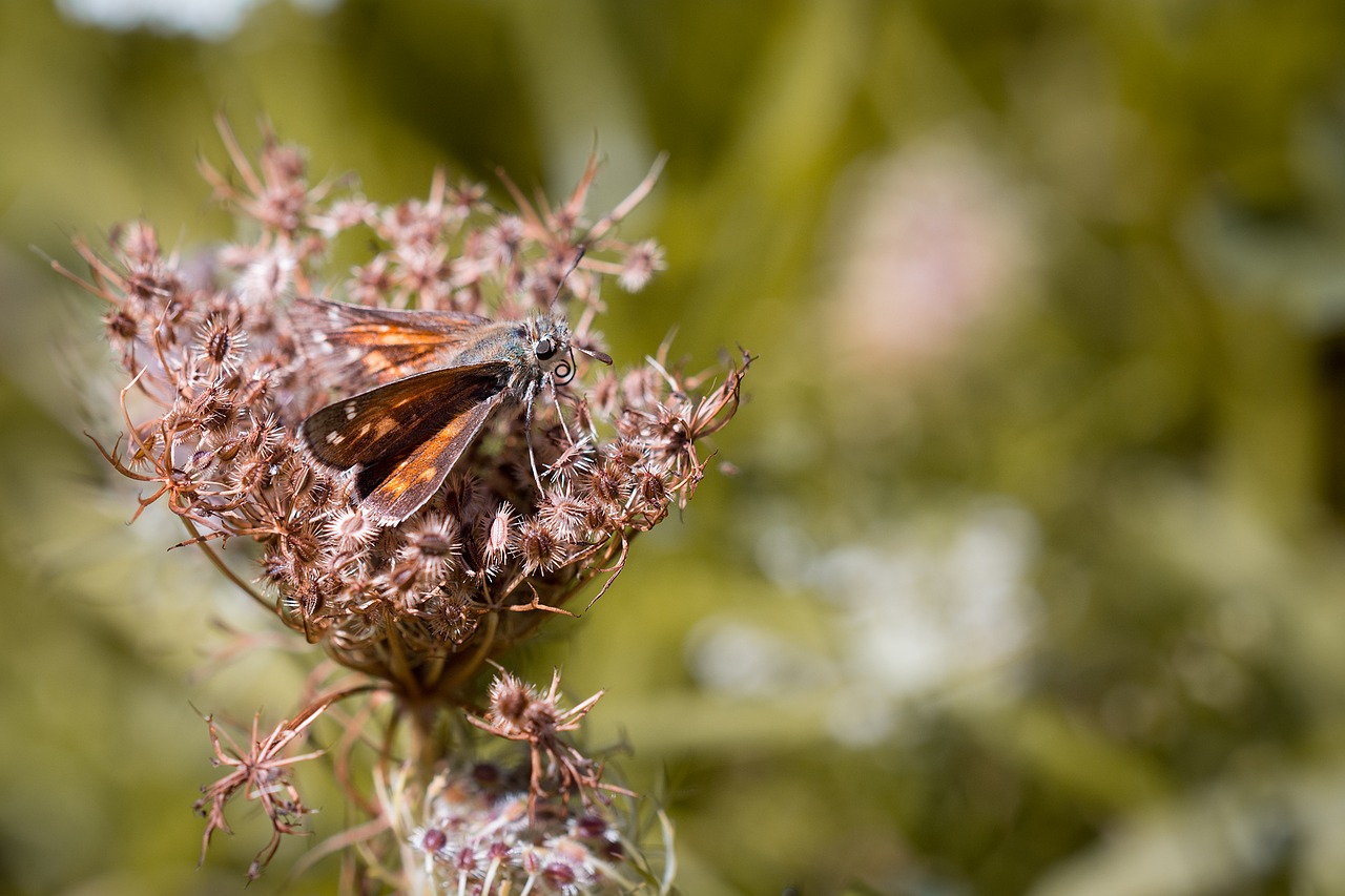 skipper butterfly insect free photo