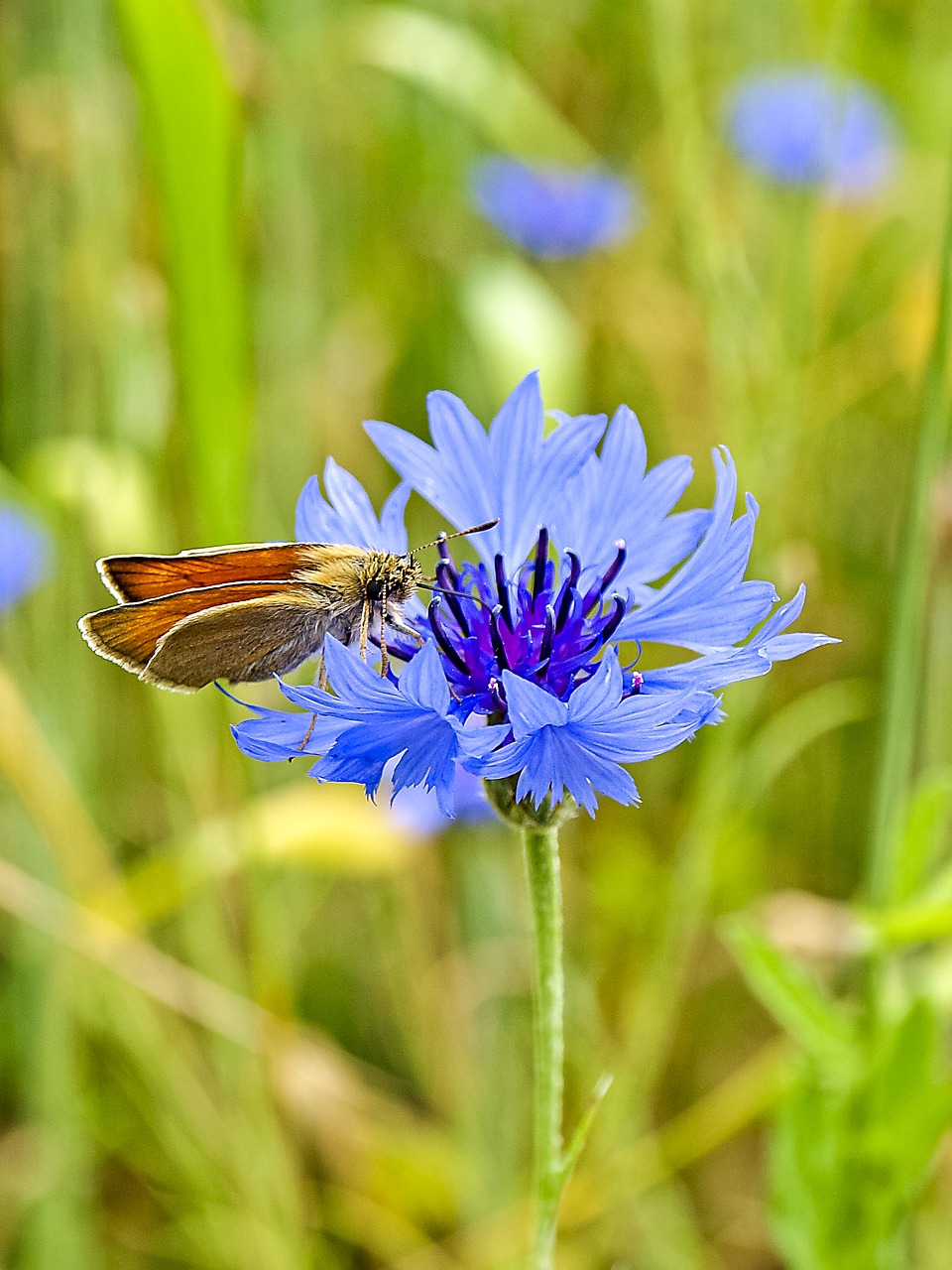 skipper butterfly insect free photo