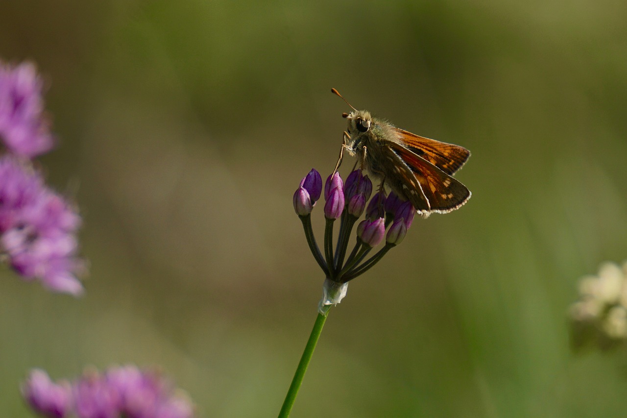 skipper hesperiidae butterfly free photo