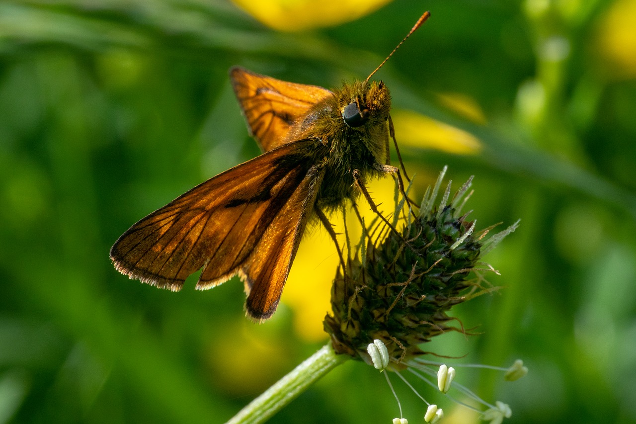 skipper  insect  butterfly free photo