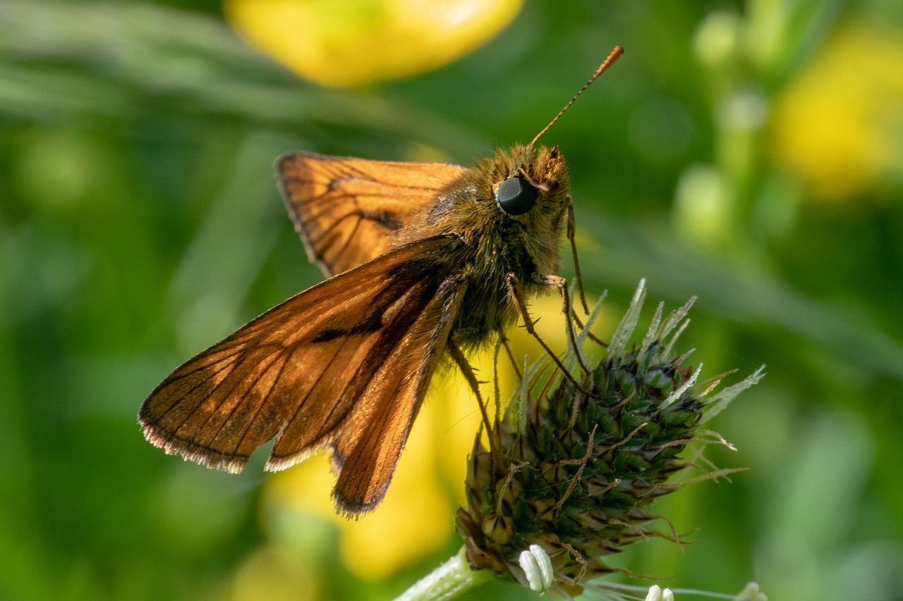 skipper  insect  butterfly free photo