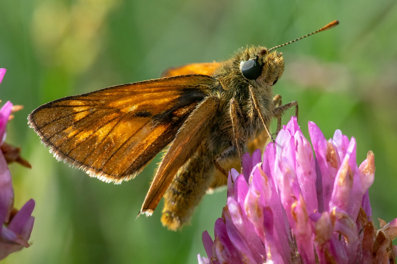 skipper  insect  butterfly free photo