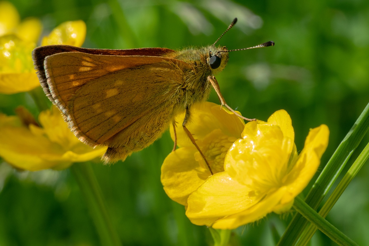 skipper  insect  butterfly free photo