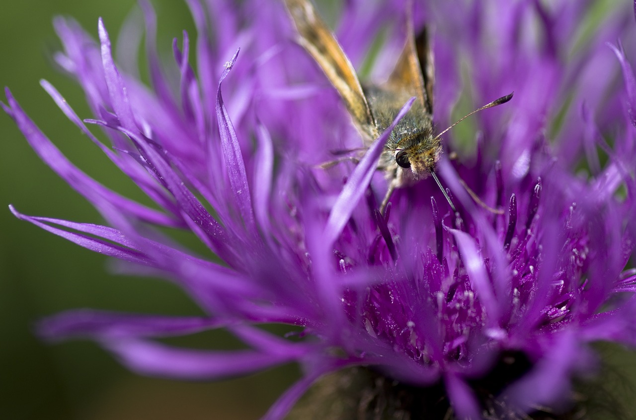 skipper  butterfly  close up free photo