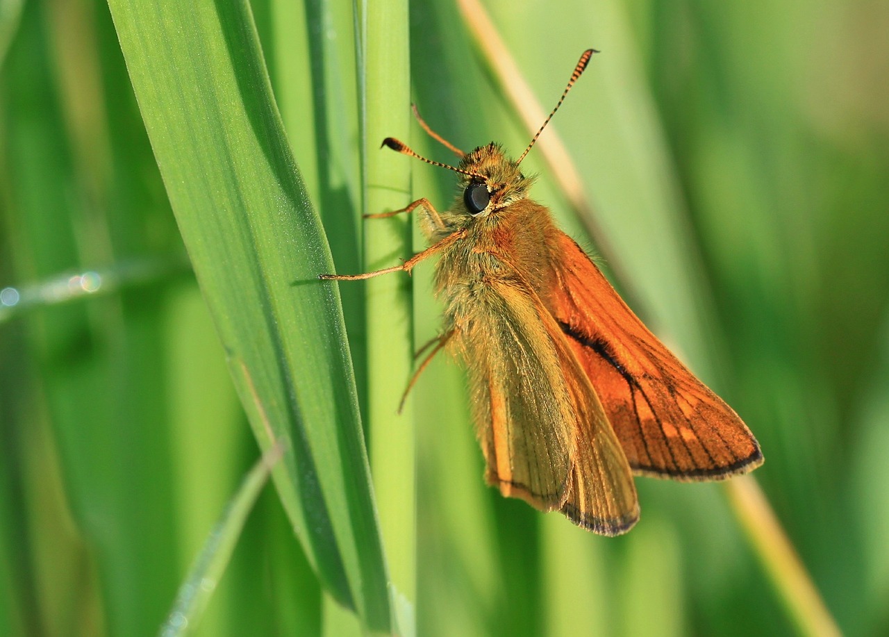 skipper butterfly insect free photo